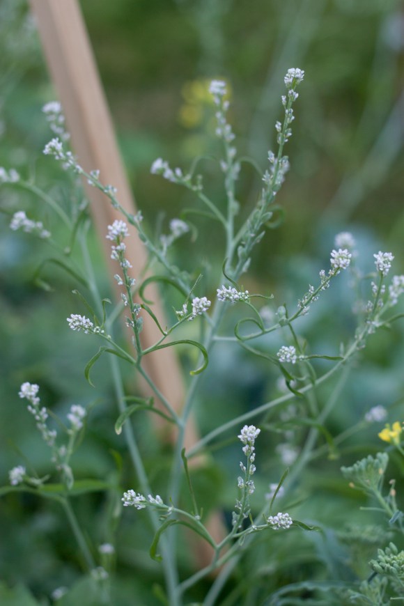 Unknown European Mesclun flower 2