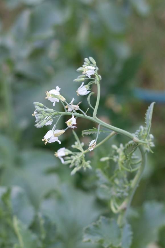 Radish flower