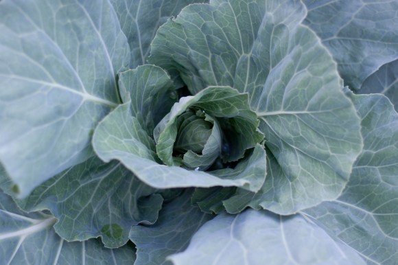 Cabbage