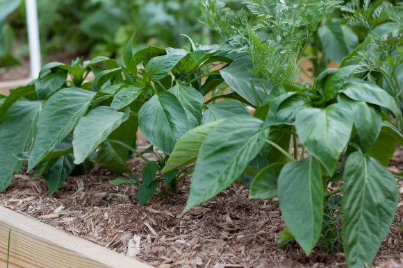 Pepper Plants