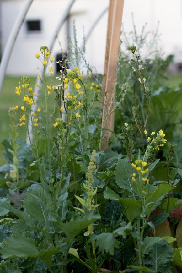 Unknown European Mesclun flower 4